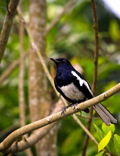 Kacer - Copsychus Saularis